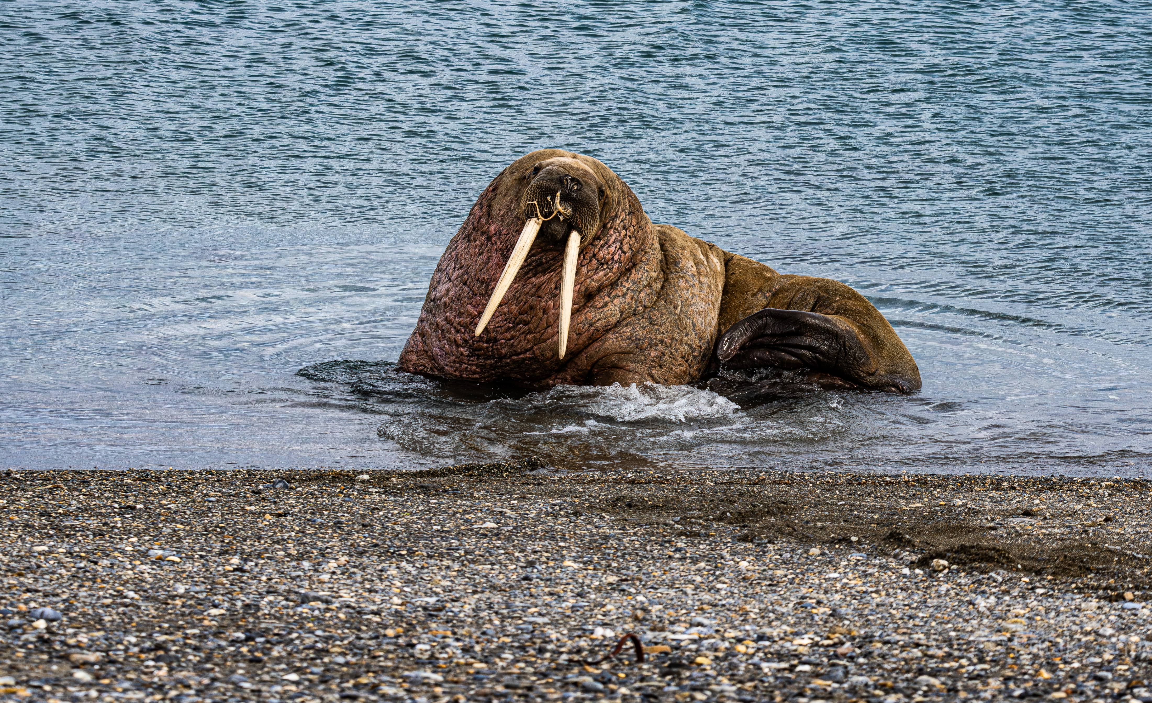 Walrus in frontal view